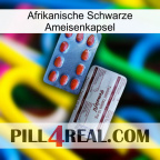 Africa Black Ant Capsule 36